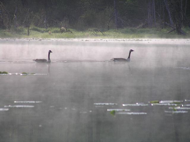 Geese
